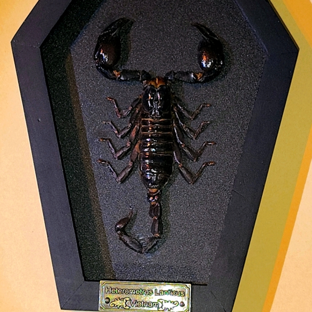 Black Framed Scorpion Display